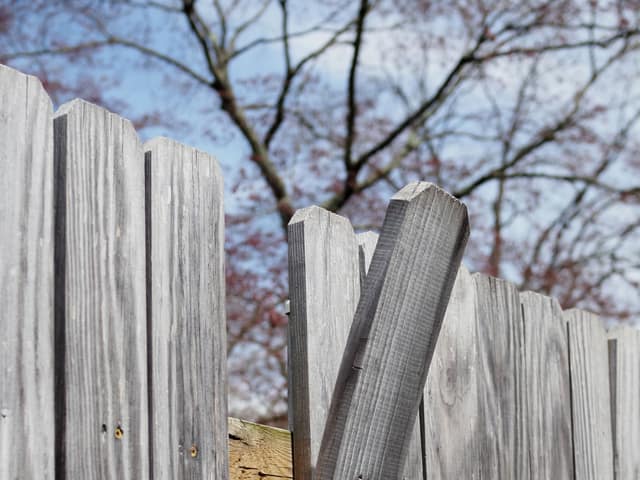 A weathered wood fence with boards pulled loose and leaning out of line.